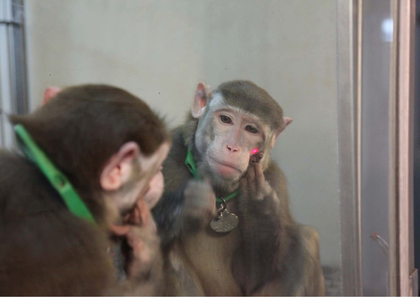 Monkeys experience the visual world the same way people do