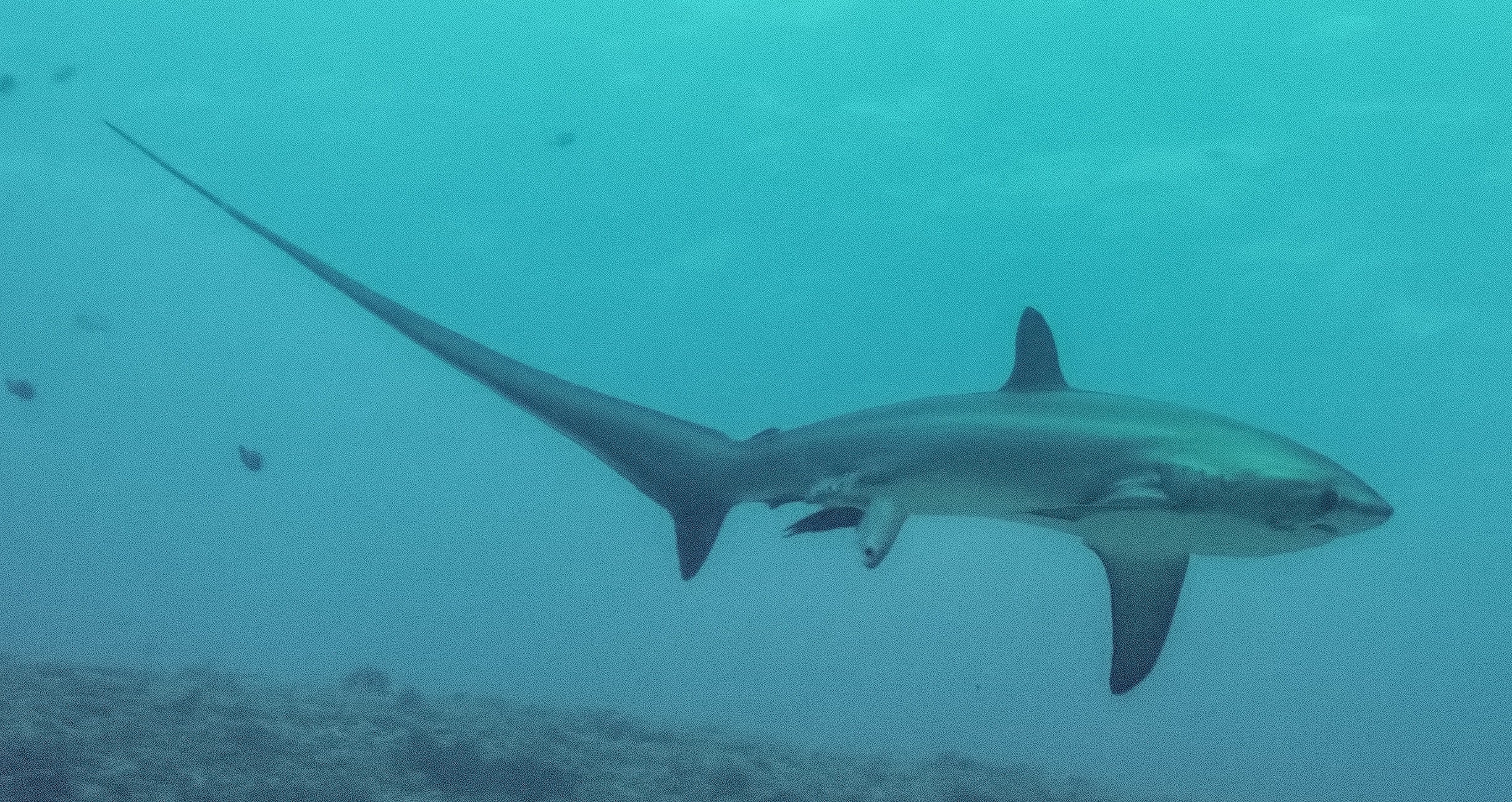 shark giving birth