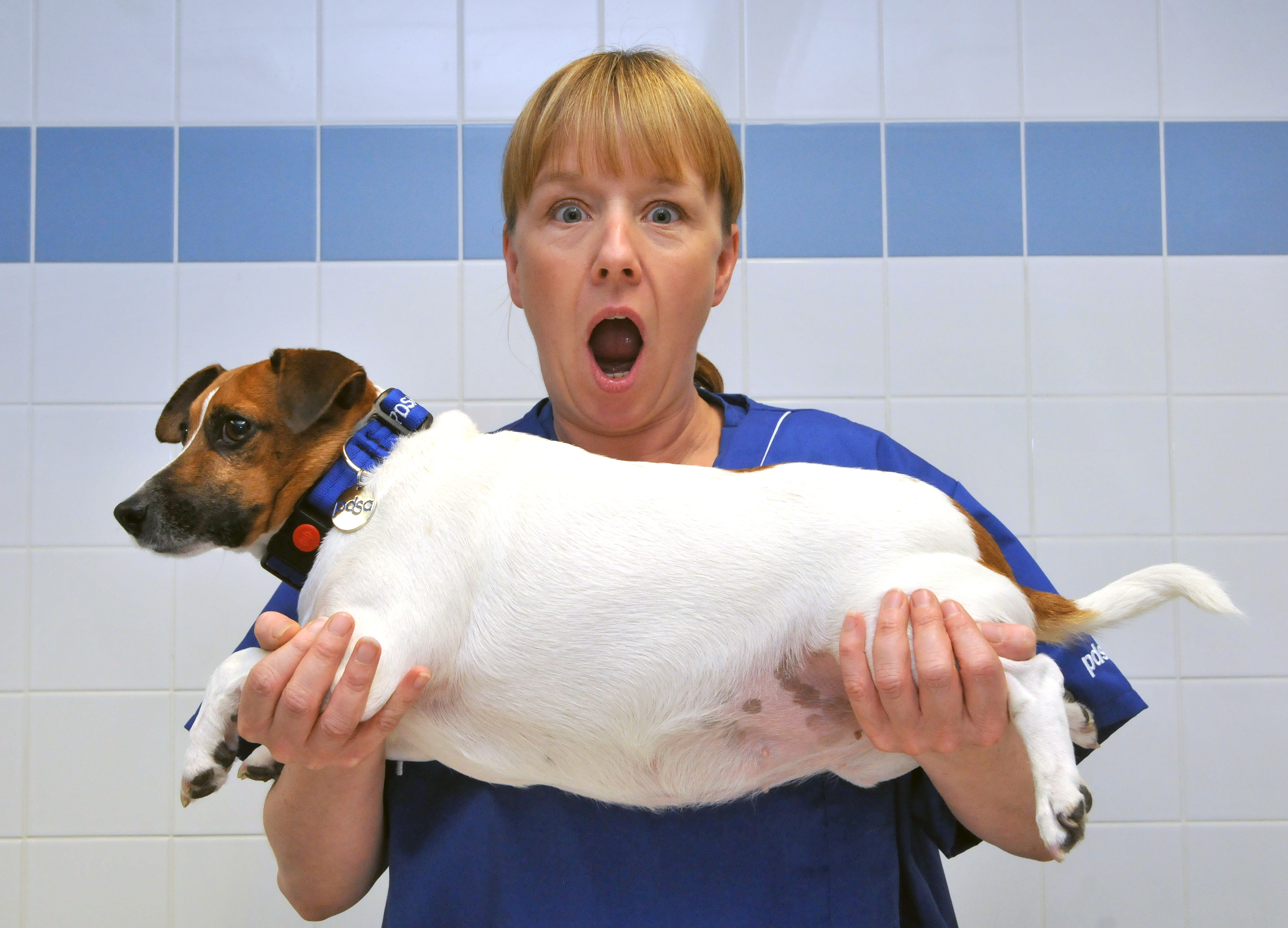 how can obesity be treated in dogs
