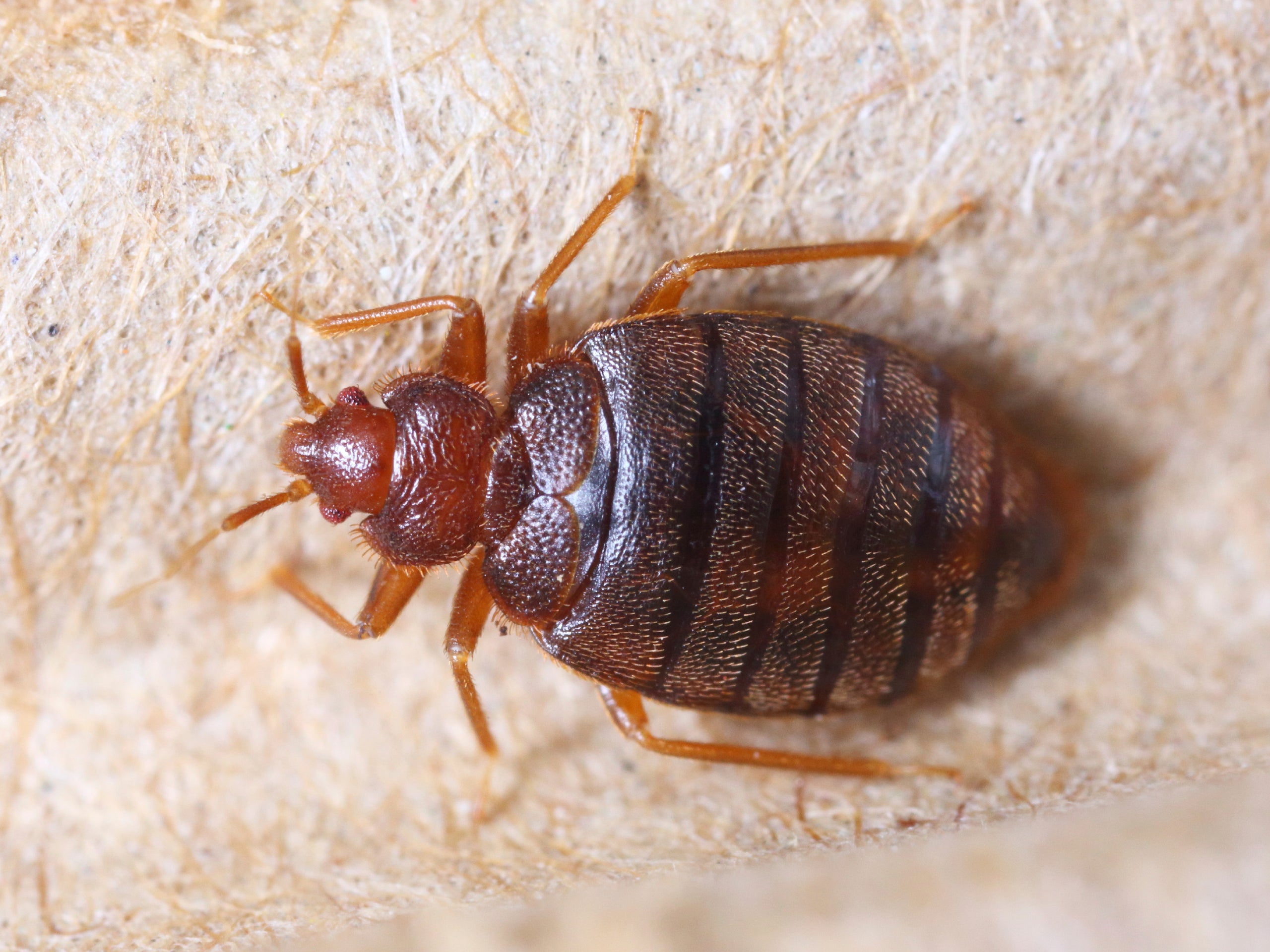 bed bugs buffalo ny