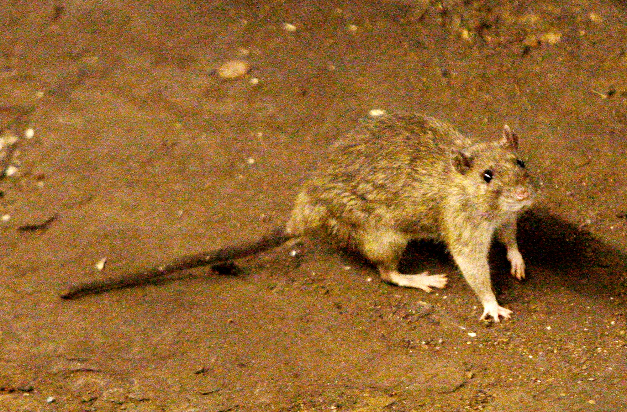 Rat problem won't go away in New York neighborhood - CBS News