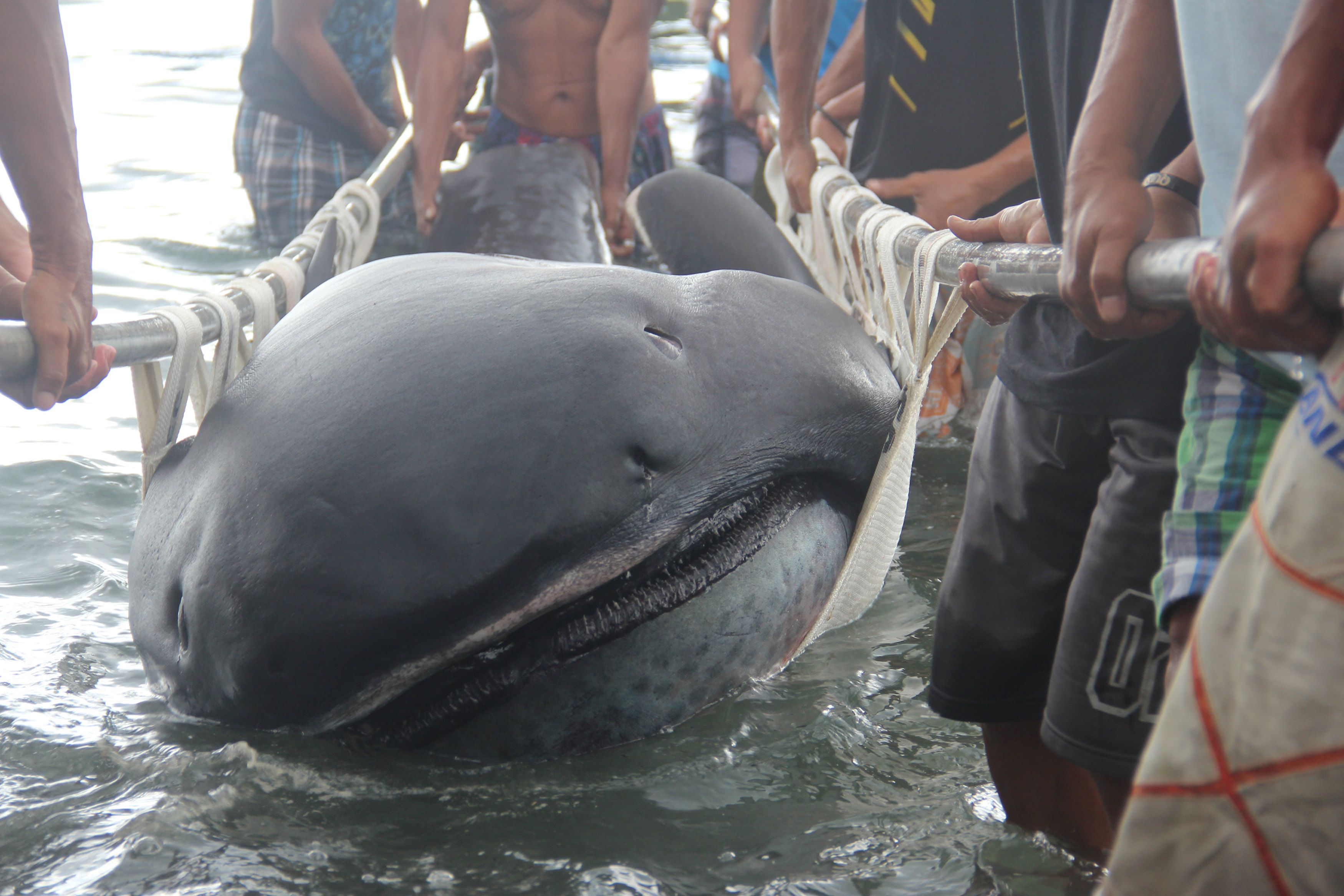 Tracking a rarely seen, endangered 'ninja' shark in the philippines