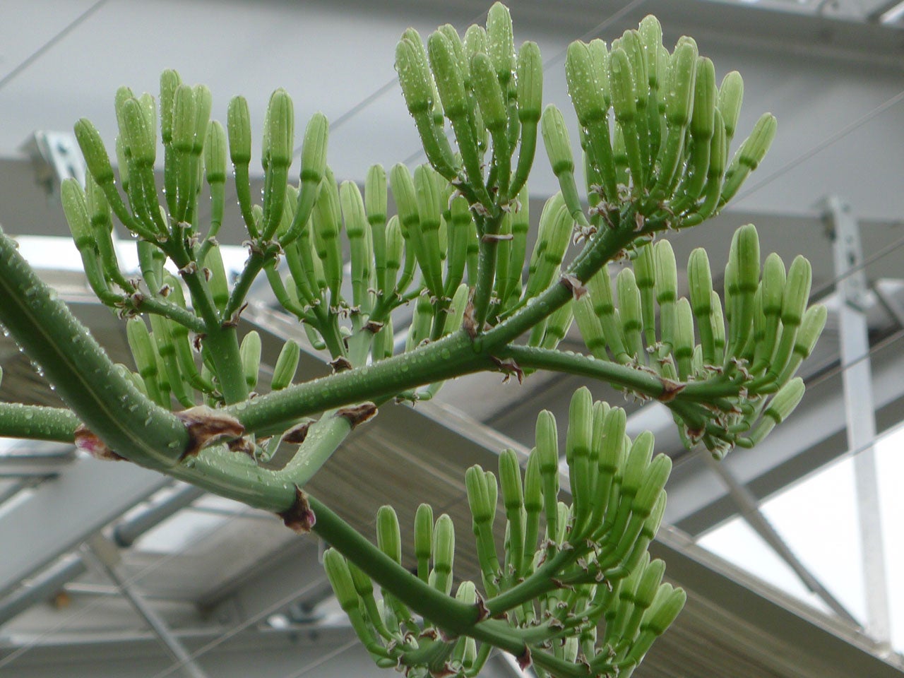 American agave plant waits 80 years to flower, will die in a month ...