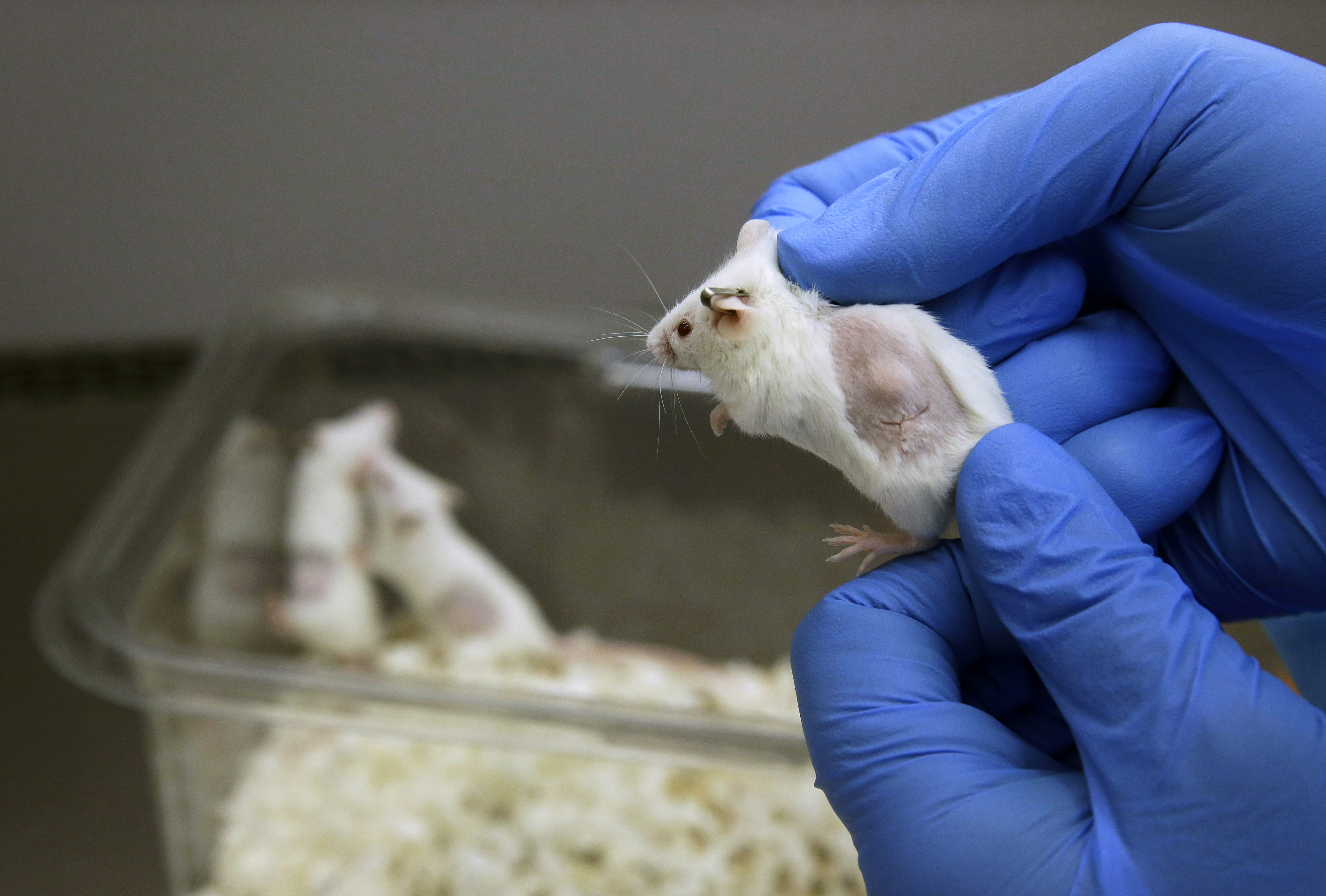 Animal experimentation up 73 percent, study says - CBS News