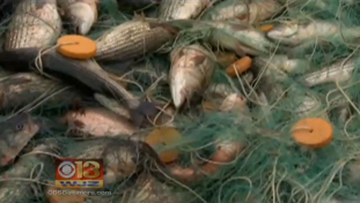 Rockfish Files Maryland poacher gets federal prison for taking 92 tons