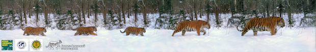 tiger-photo2.jpg 