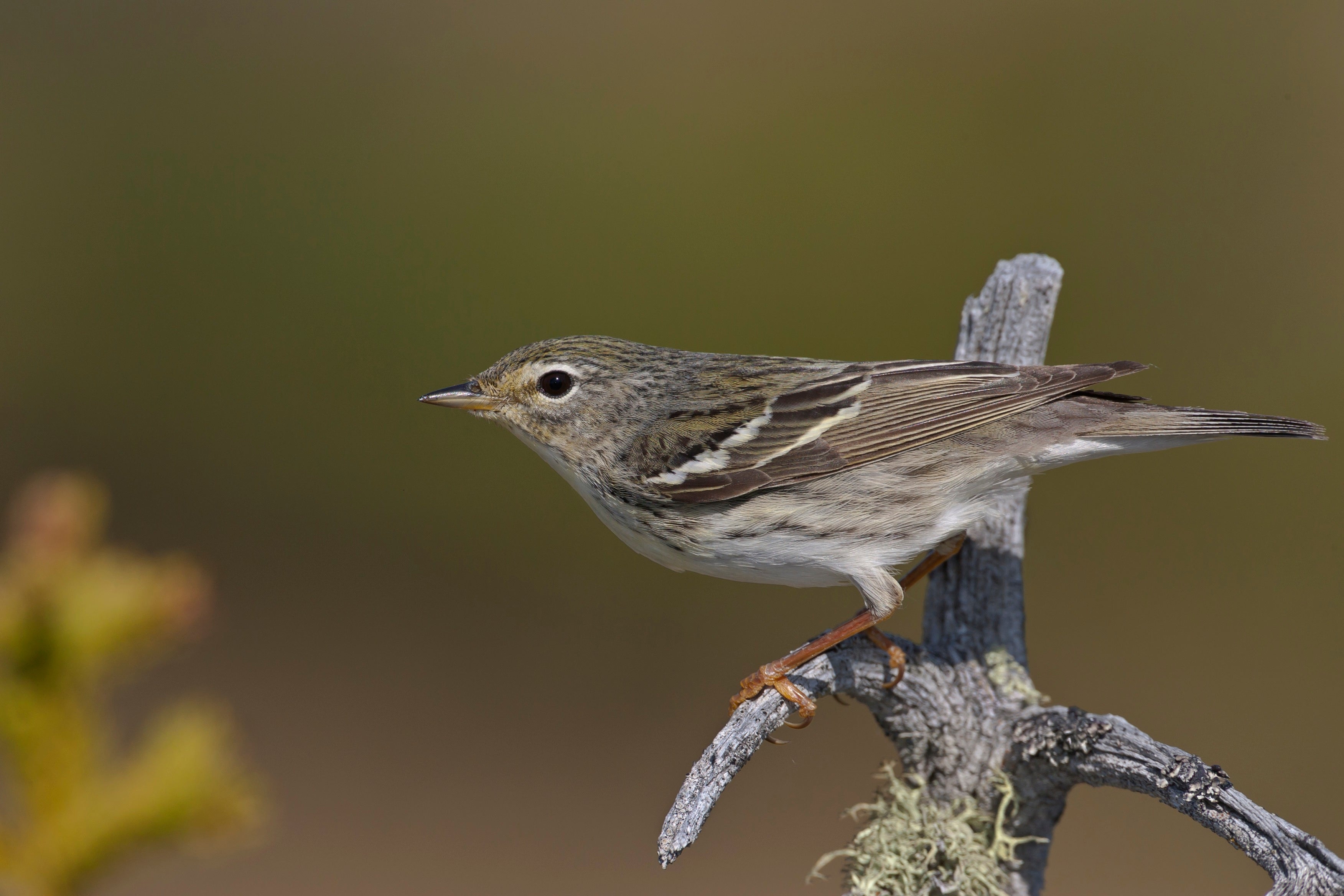 small birds