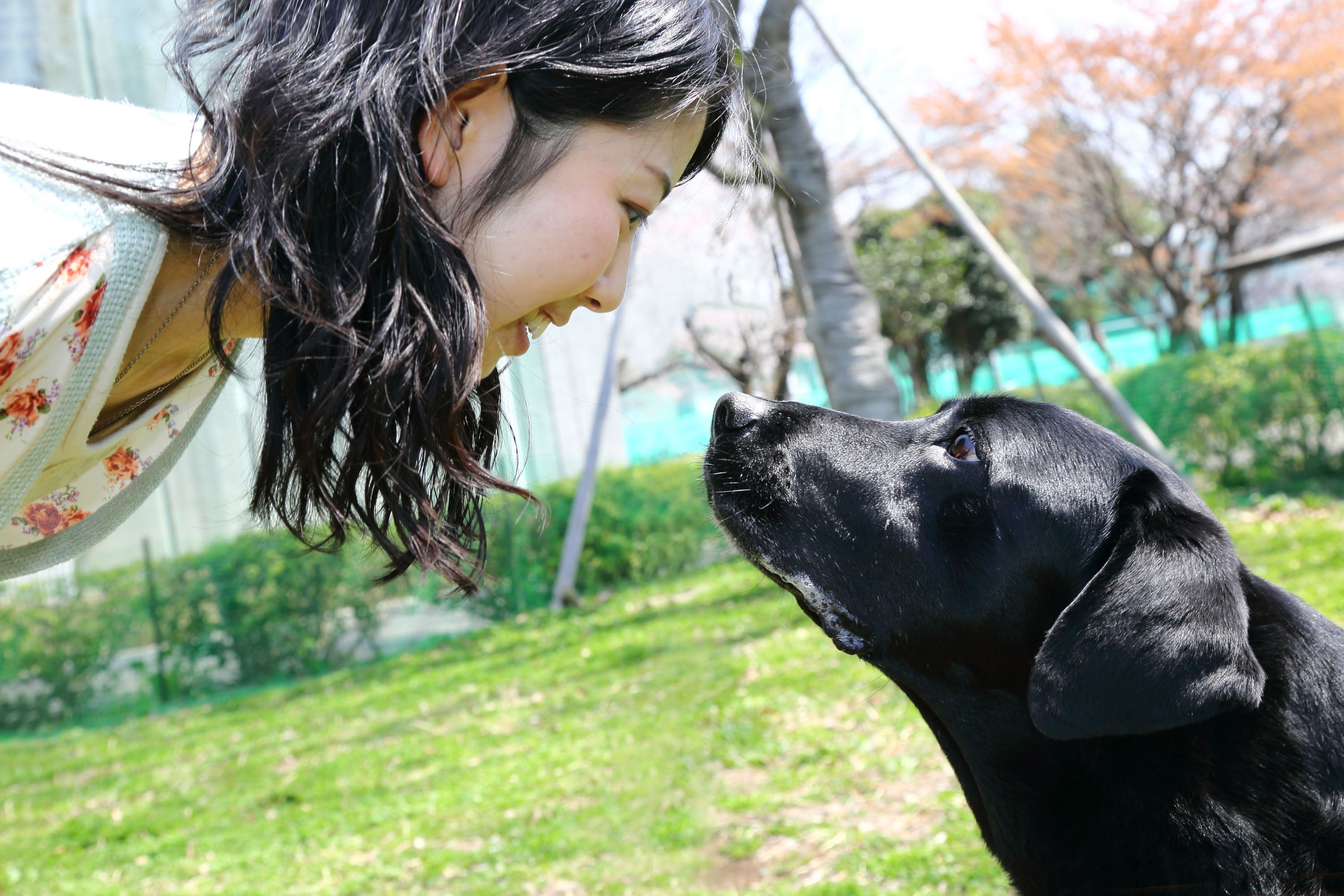 are seeing eye dogs happy