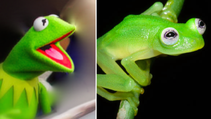 Kermit Responds To Newly Discovered Lookalike Frog Cbs News 