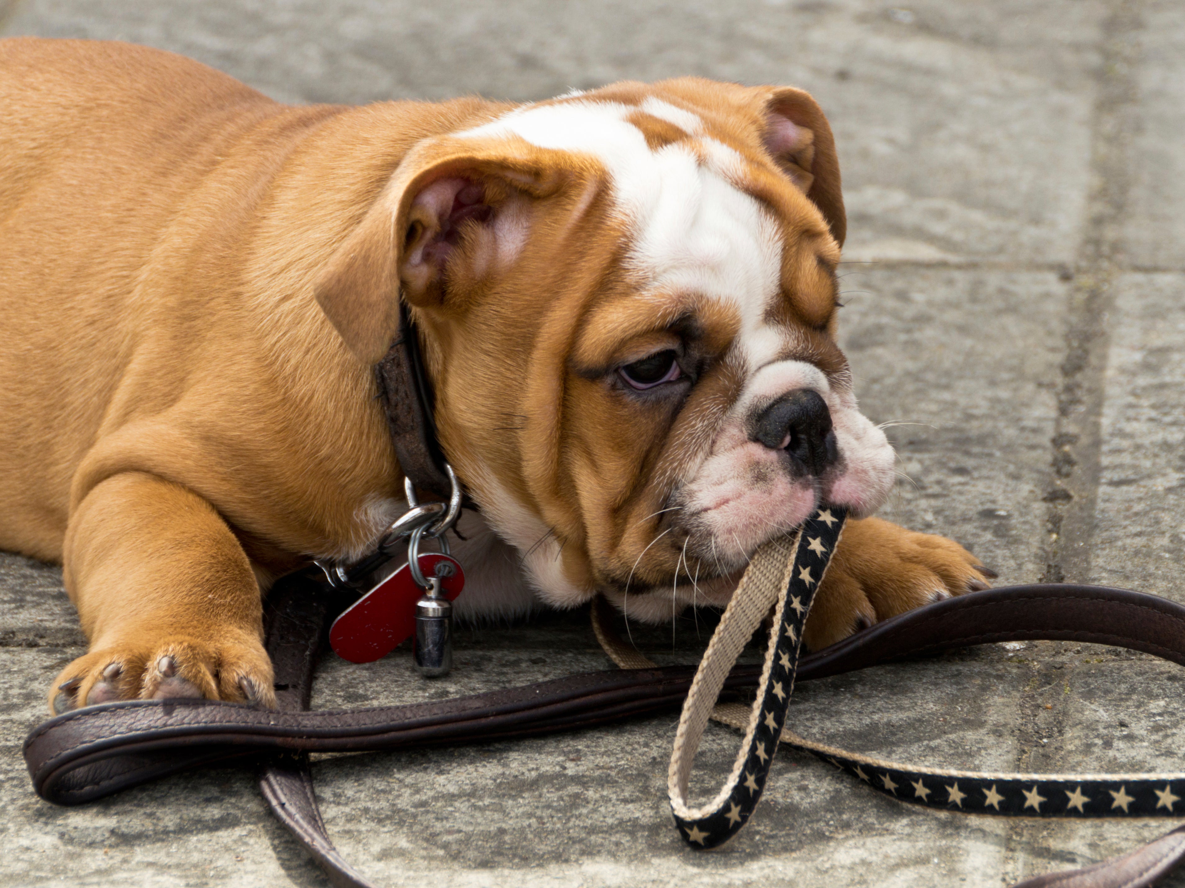 are english bulldogs born with long tails