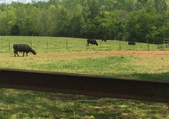 cows.gif 