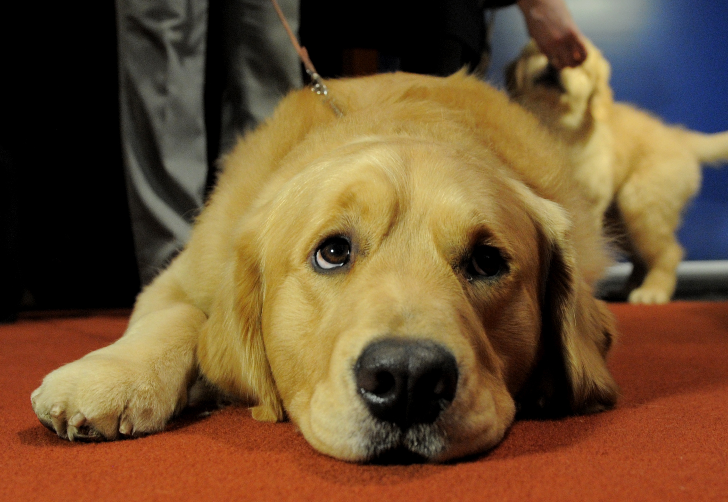 do golden retrievers get cancer easily