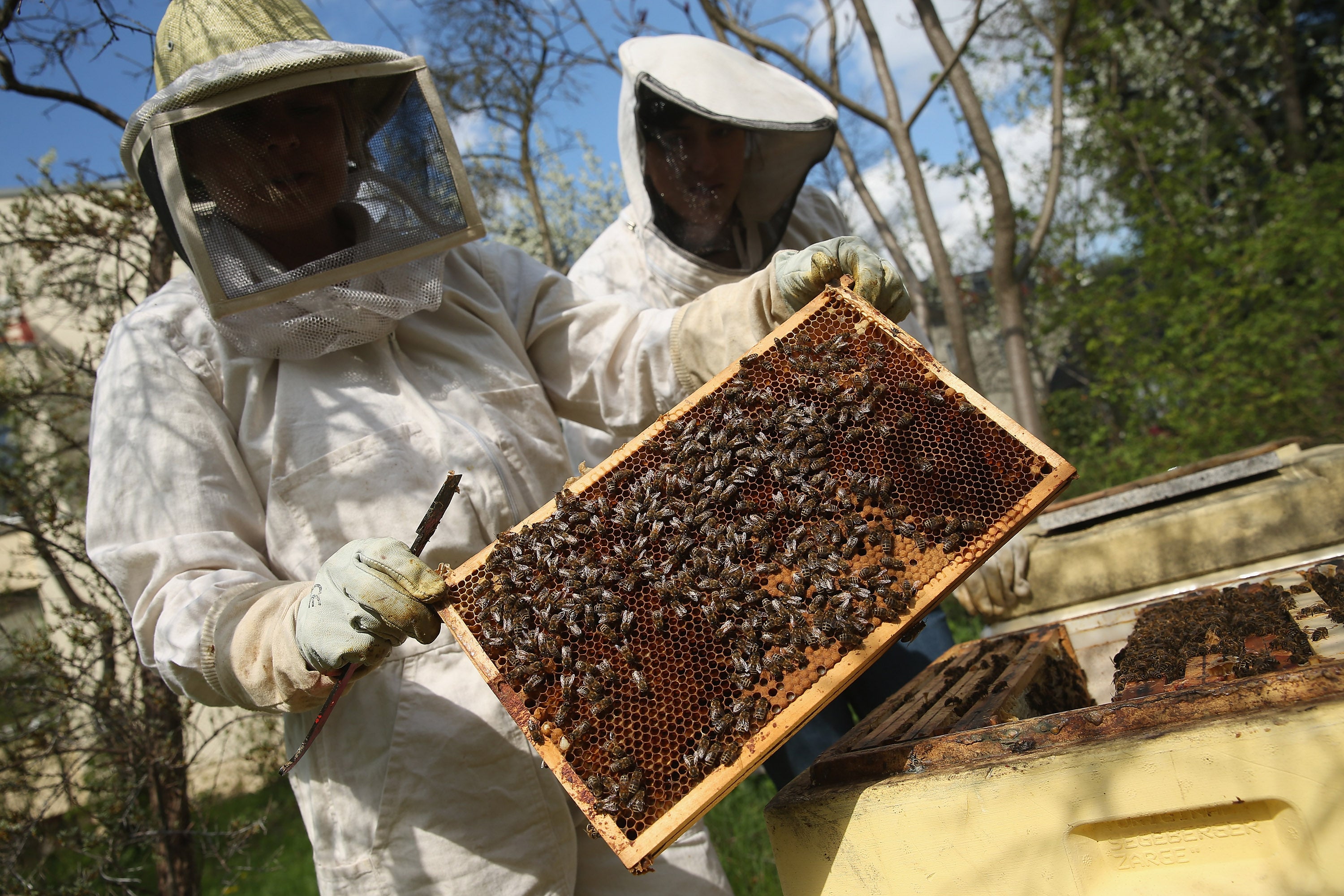 Nearly half of US honeybee colonies died last year. Beekeepers managed to  rebuild