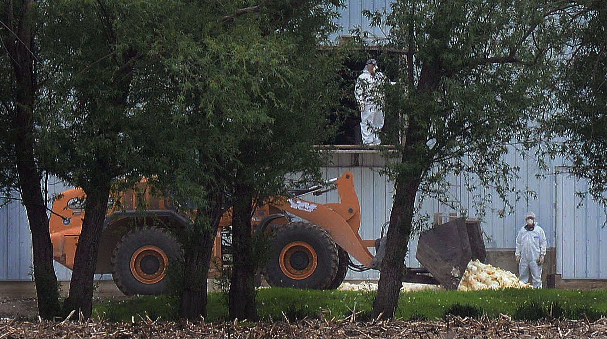 Nebraska declares state of emergency over bird flu outbreak CBS News
