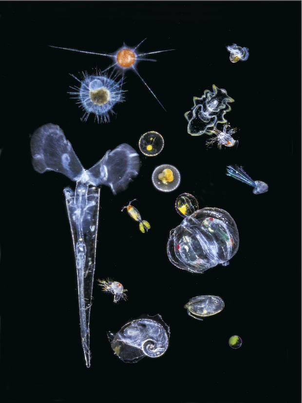 plankton-mediterannean-cs-copy.jpg 