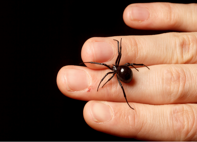 how do you know if your dog got bit by a black widow