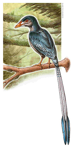 flashy-tail-bird-vertical-enantiornithes-art-gabriel-lio250.jpg 