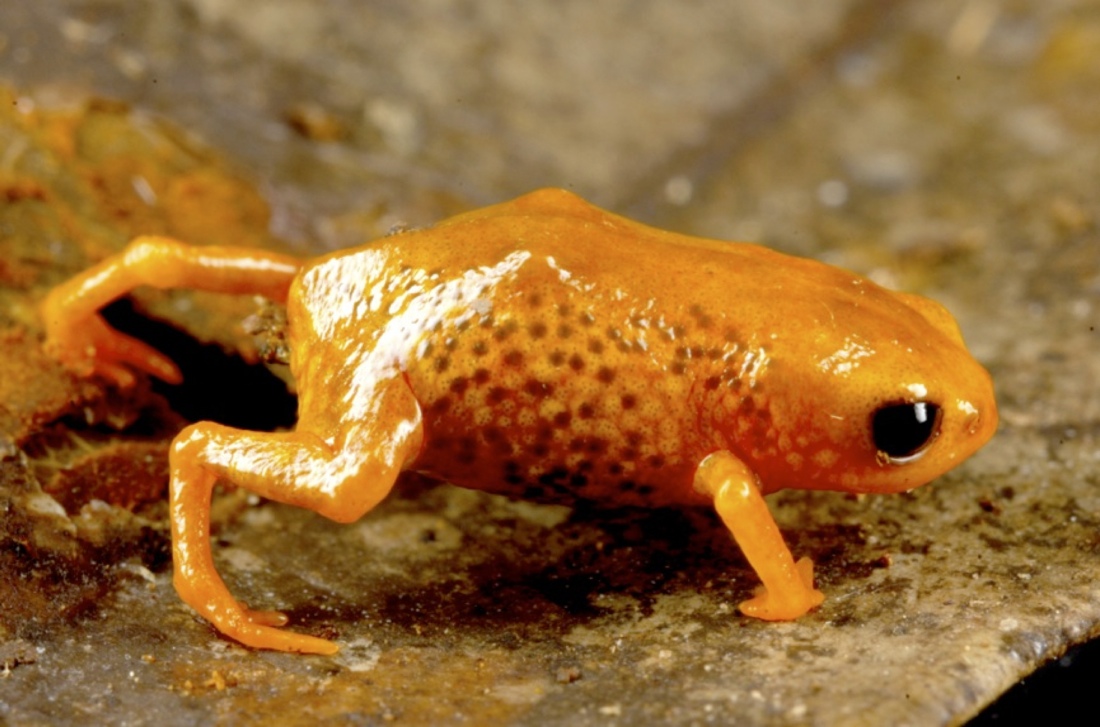 Poisonous orange mini-frogs discovered in Brazilian forest