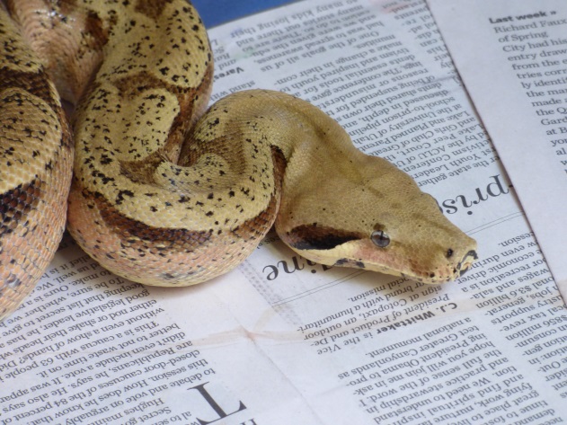 United States Repatriates Seven Boa Constrictors to Brazil From