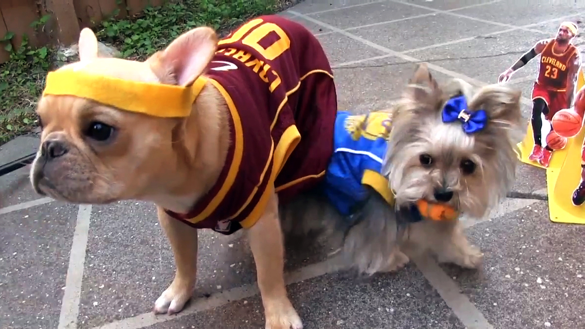NBA Dog Costumes