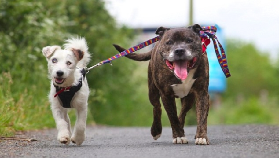 how old to get a seeing eye dog