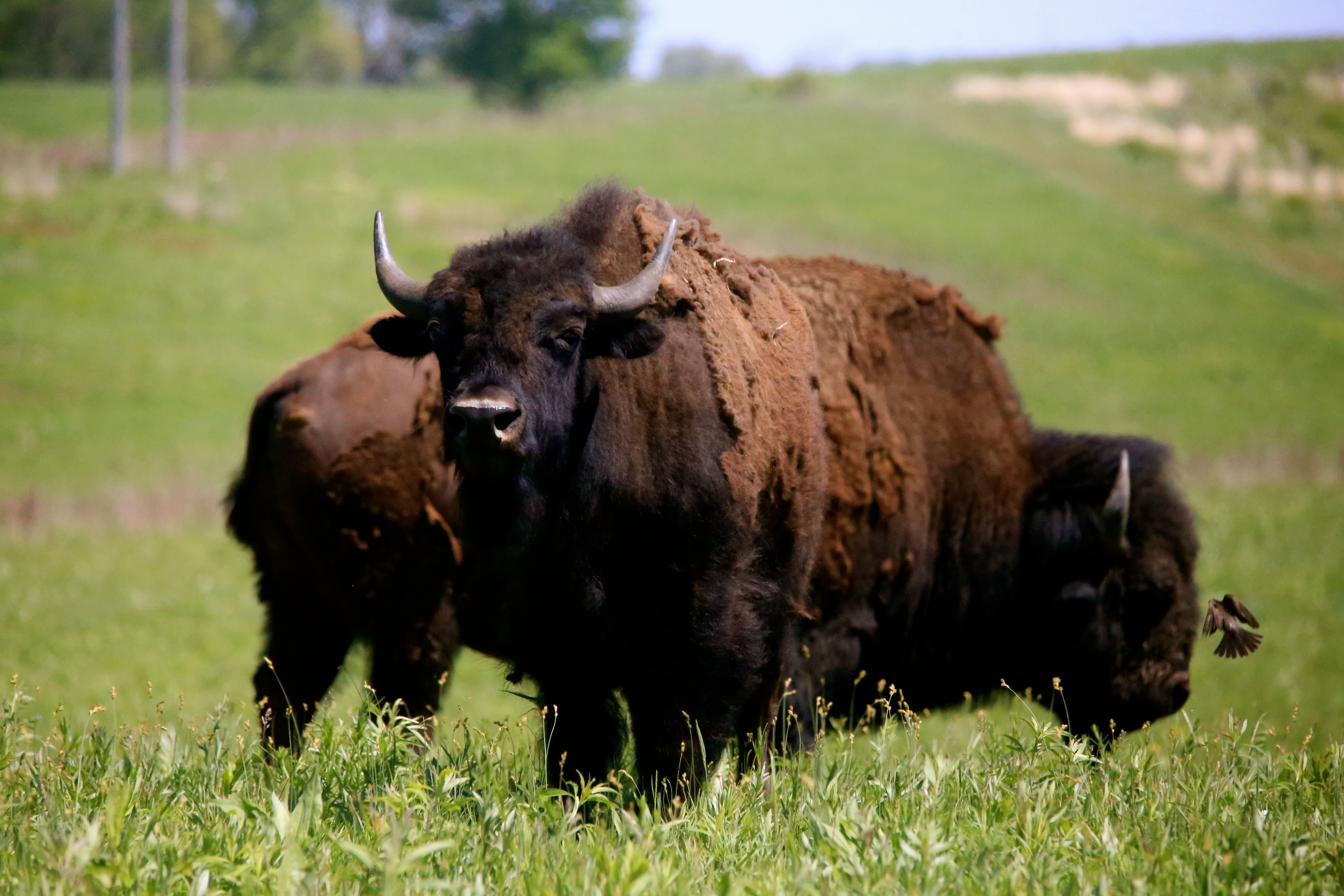 Back in brown: American bison return to the Midwest - CBS News