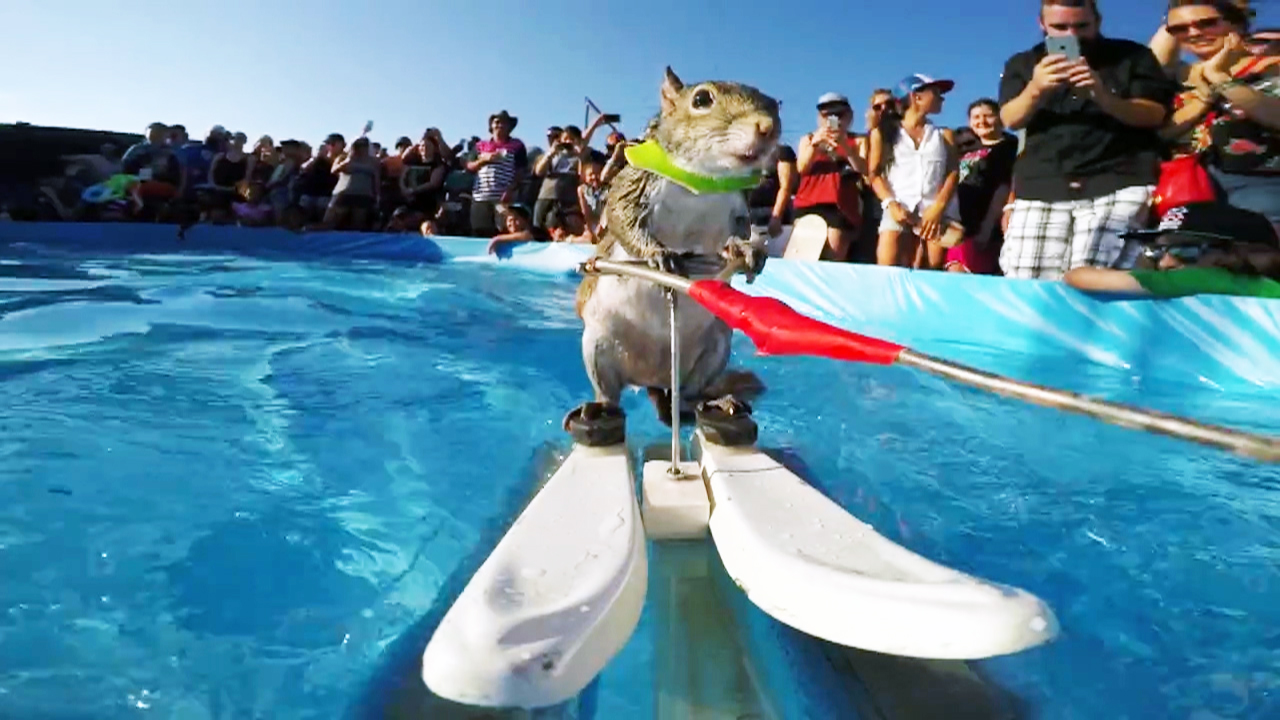Crowd marvels at Twiggy the waterskiing squirrel, on The Feed! - CBS News