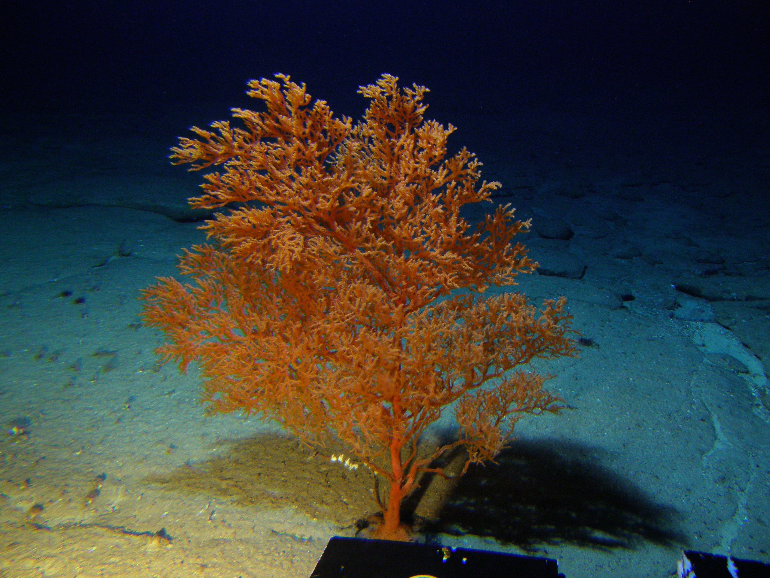 Íncubo paquete Húmedo Newly identified coral can live for over 4,000 years - CBS News