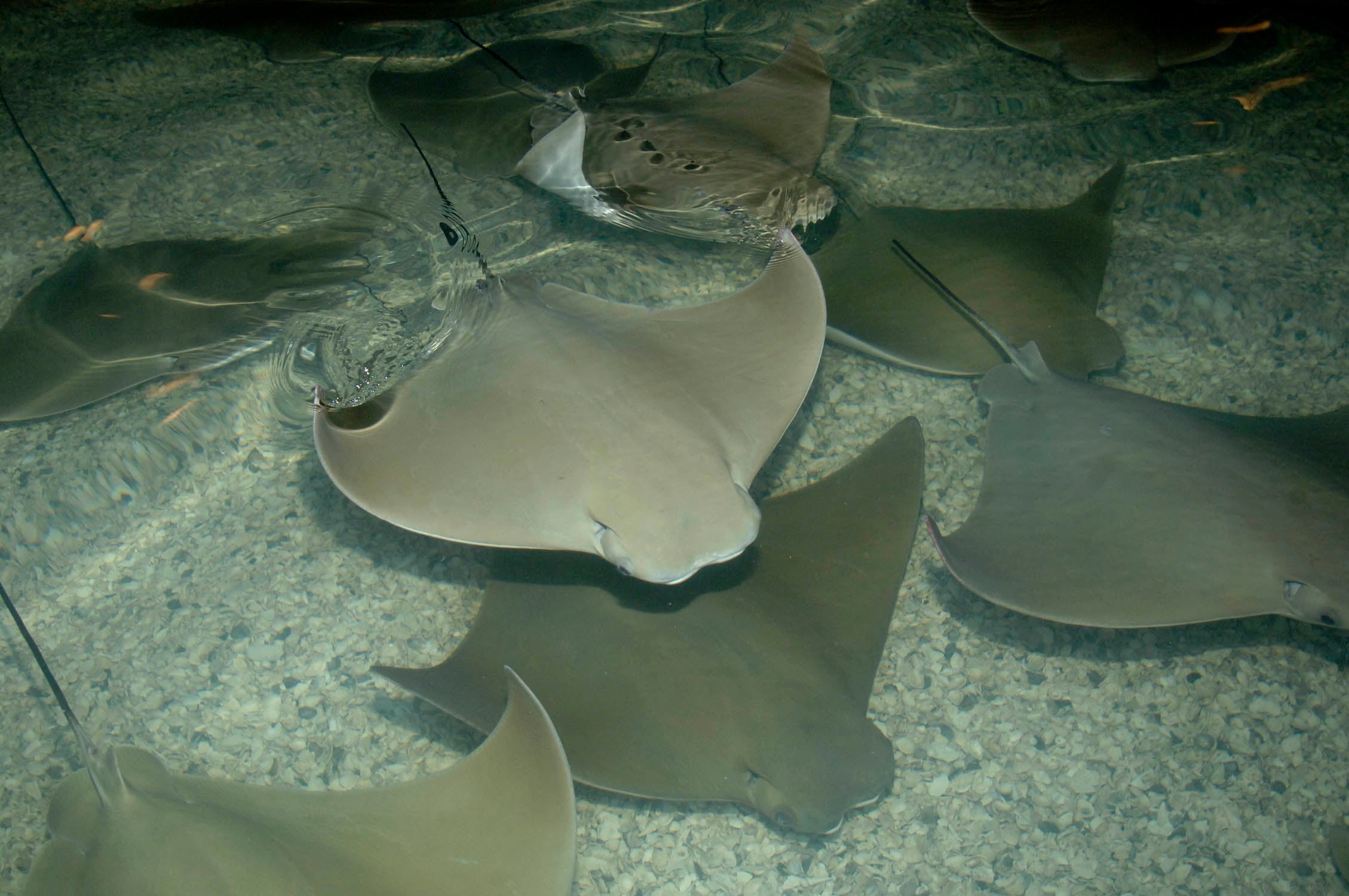 All 54 stingrays at Chicago zoo die at once CBS News