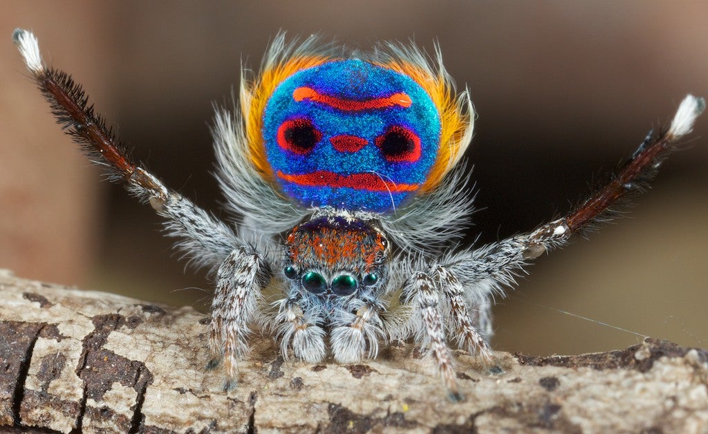 7 new species of colorful Peacock Spider join the dance party