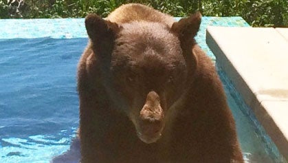 Big bear beats the heat in California swimming pool - CBS News