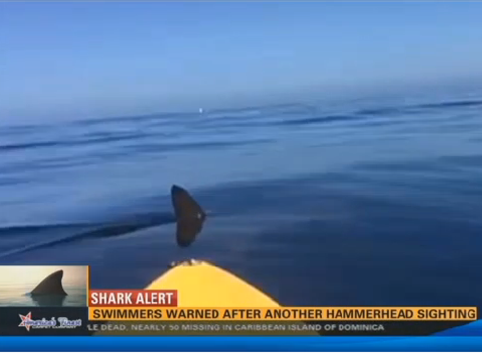 Shark sightings leave California beachgoers in fear CBS News