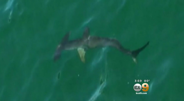 Unusual looking hammerhead shark spotted off Calif. pier - CBS News