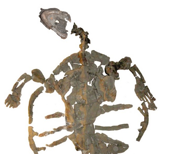 oldest-sea-turtle-skeleton.jpg 