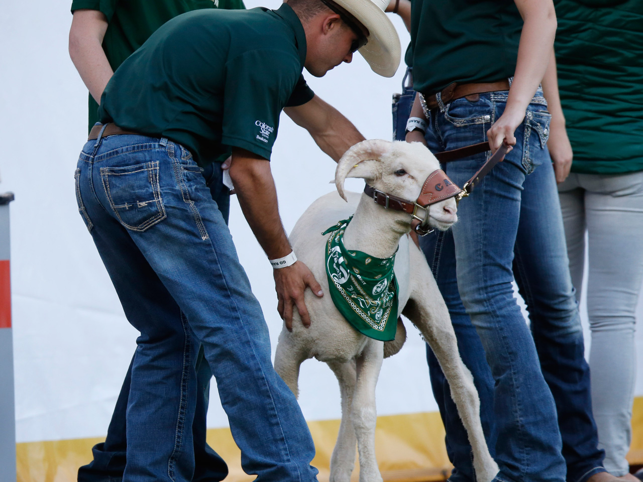 Before the big game, Colorado State University's mascot the Ram died - CBS News