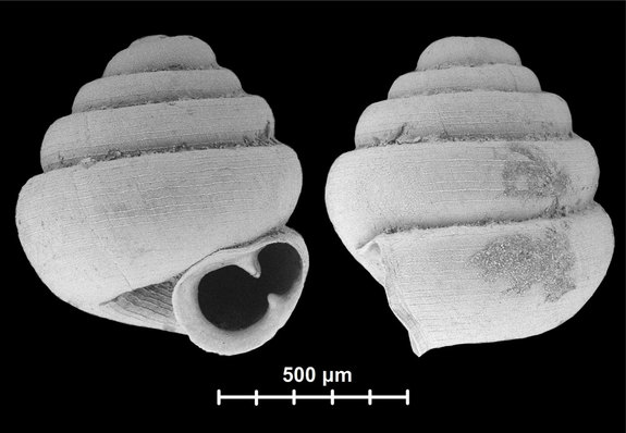 tiniest-snail-2.jpg 