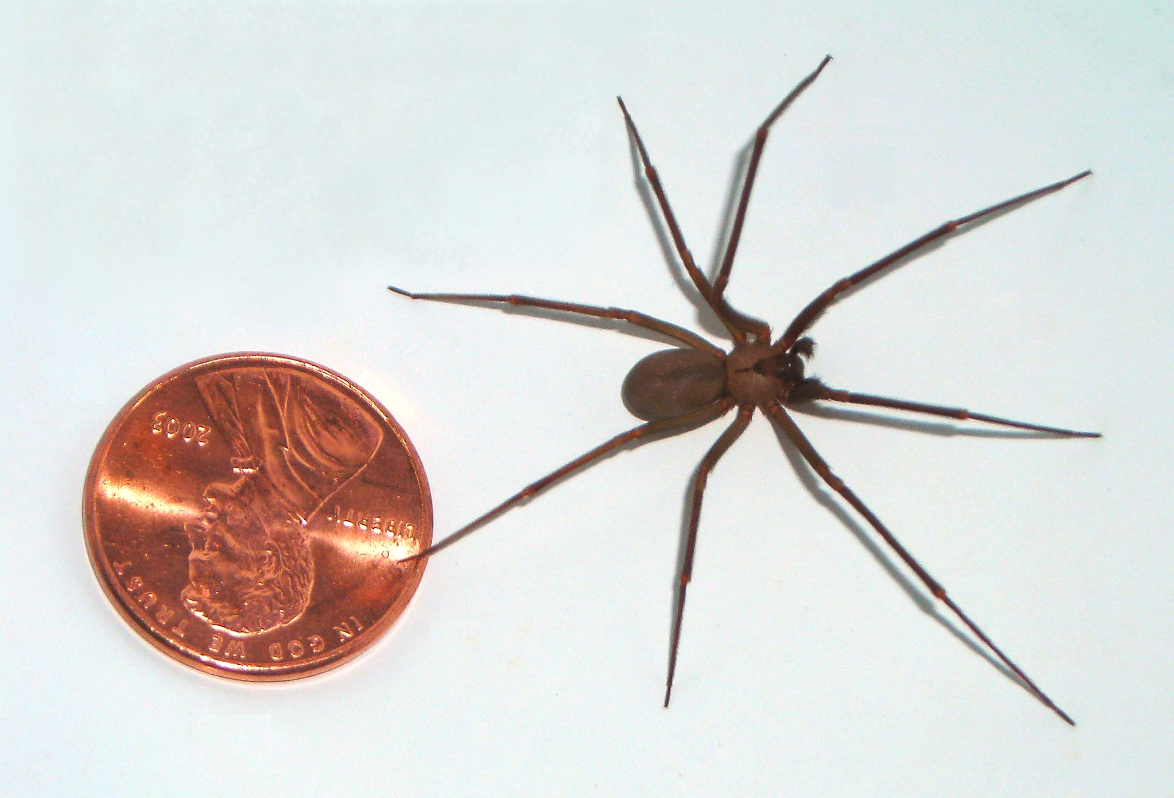 A brown recluse spider bite almost cost this man his leg. Here's what to  know.