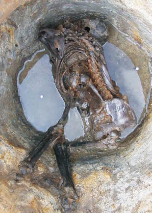 bradley-fen-skeleton.jpg 