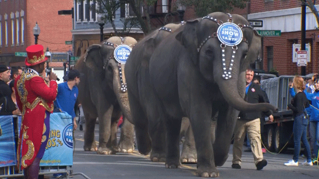 elephant-parade 