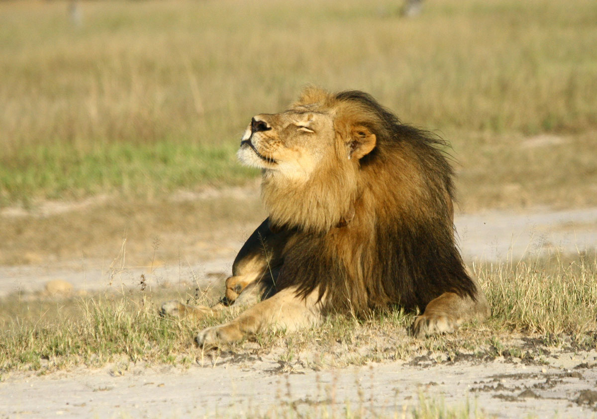 African lion populations could be cut in half by 2035 - CBS News