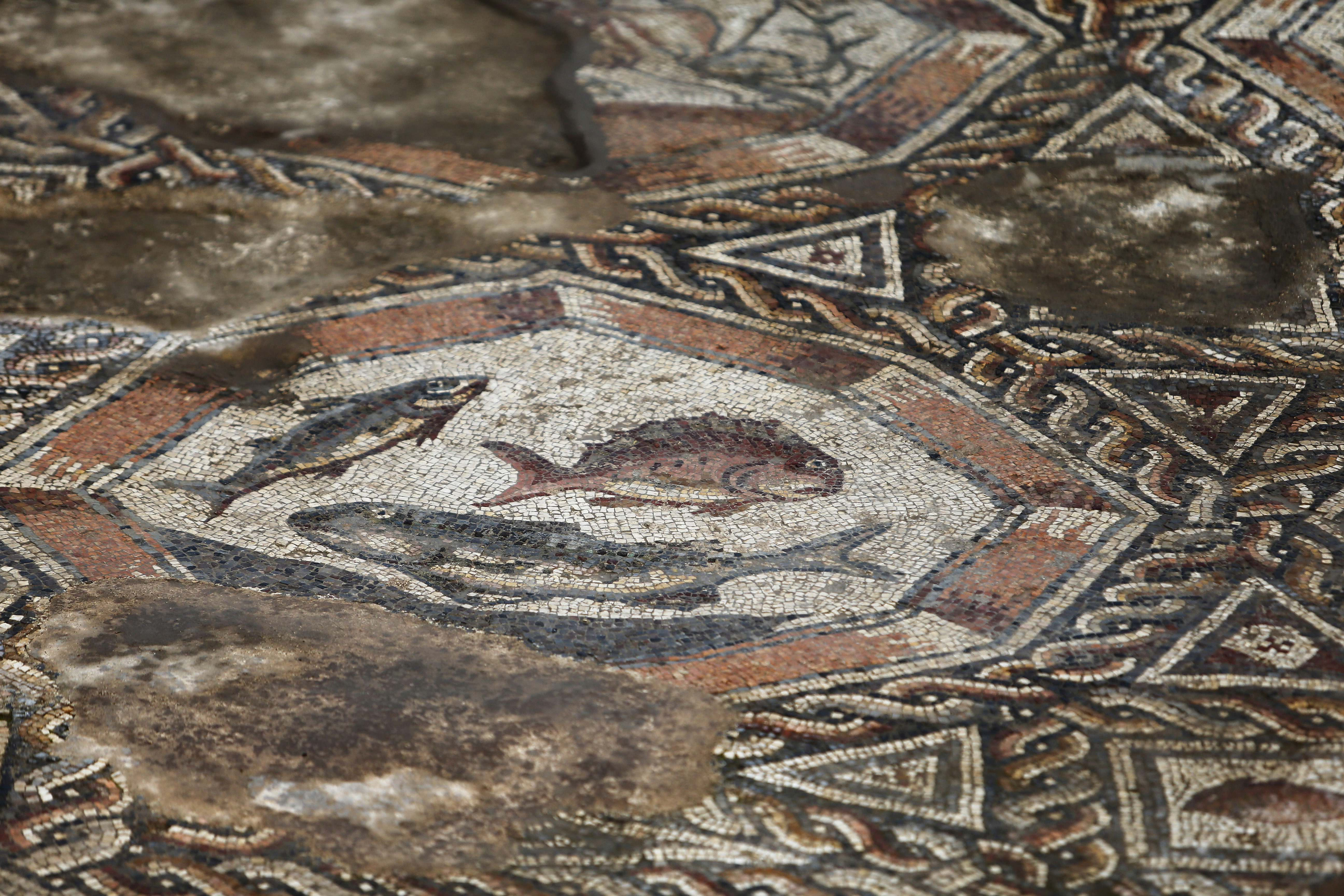 1,700-year-old Roman mosaics finally drops anchor in Israeli home