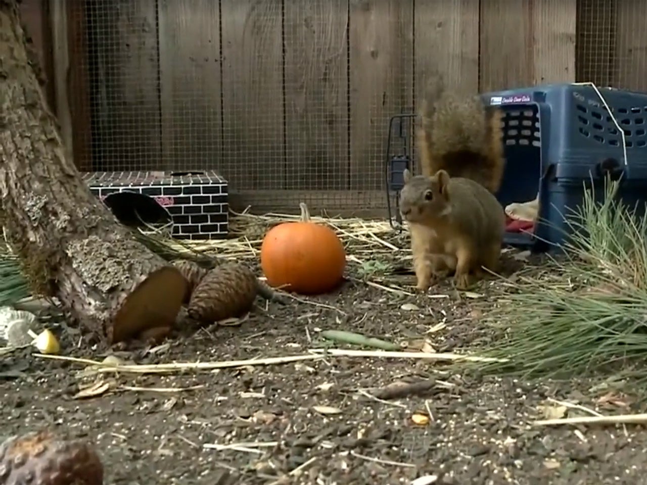 Squirrel invades kindergarten classroom in California; bites teacher, student CBS News