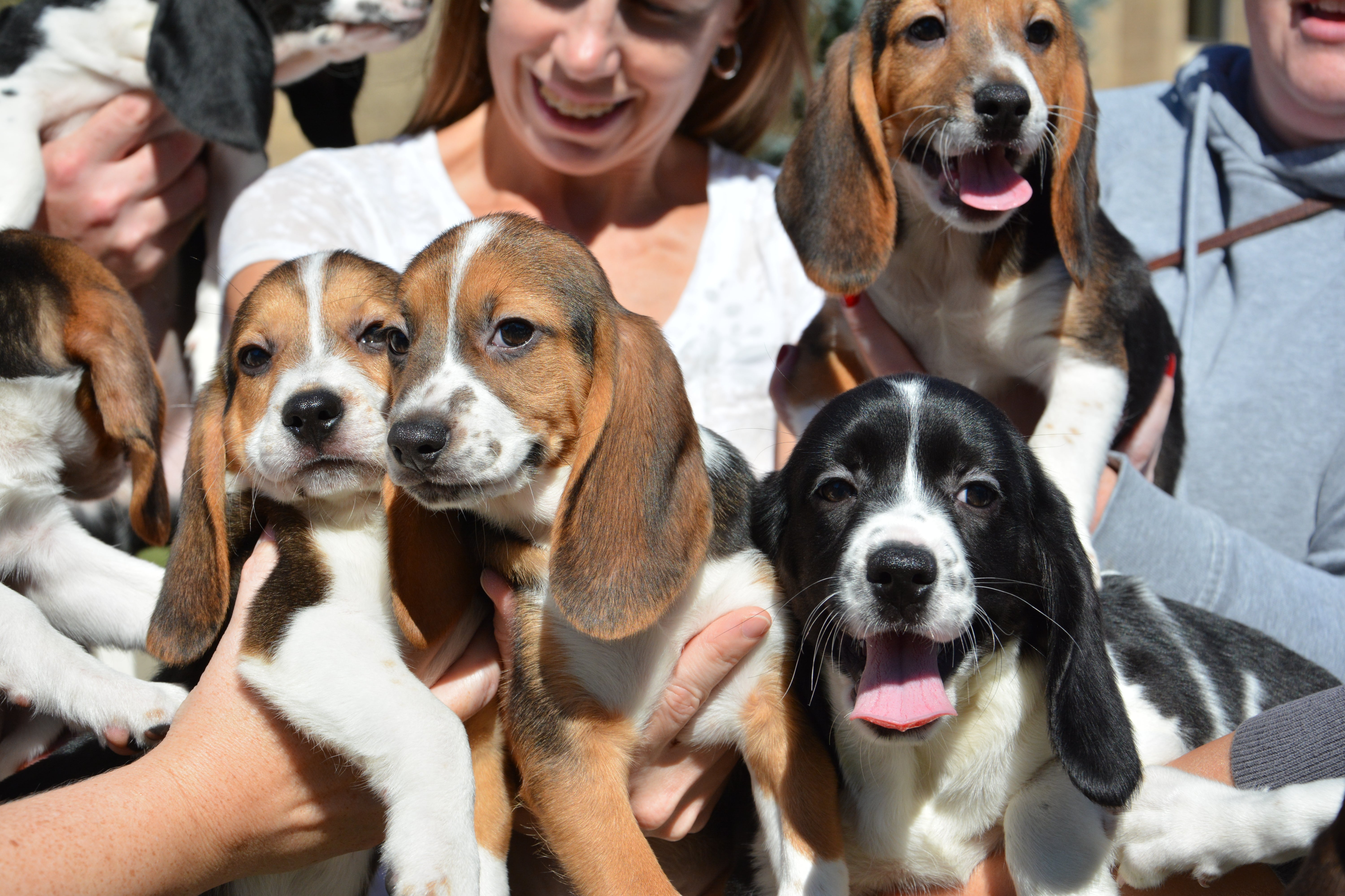 how many puppies are in a first litter