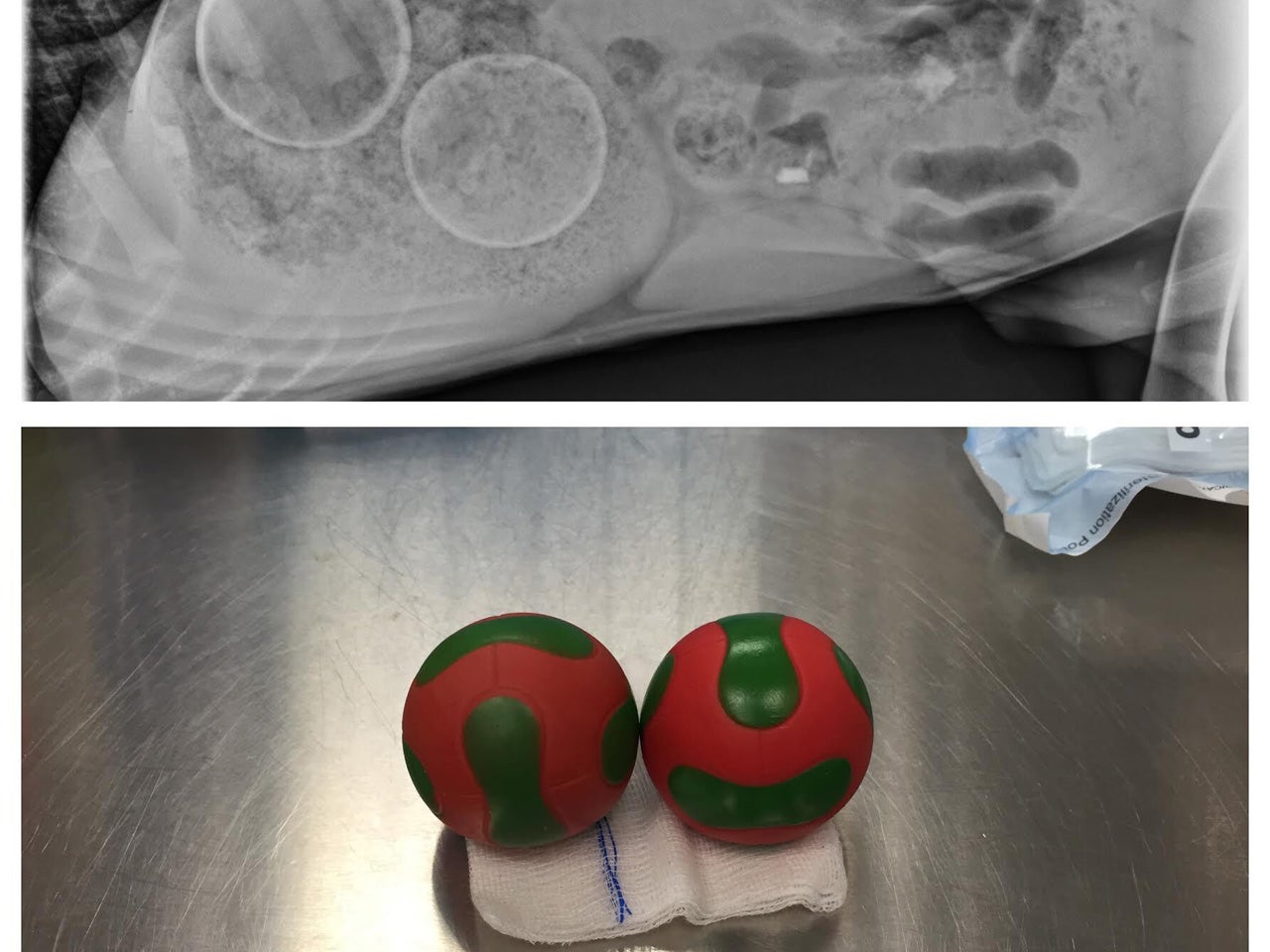 Dogs eat crazy things puppy swallowed squeaky toys whole CBS News