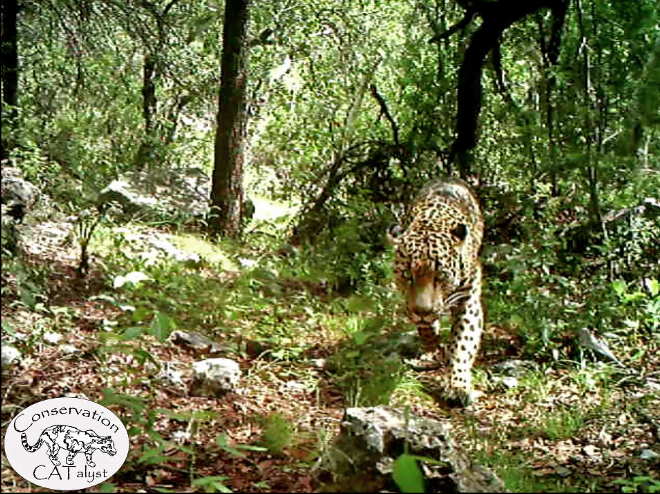 Video shows El Jefe, only known US jaguar, roaming Arizona