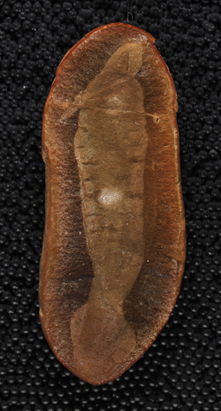 holotype-fossil.jpg 
