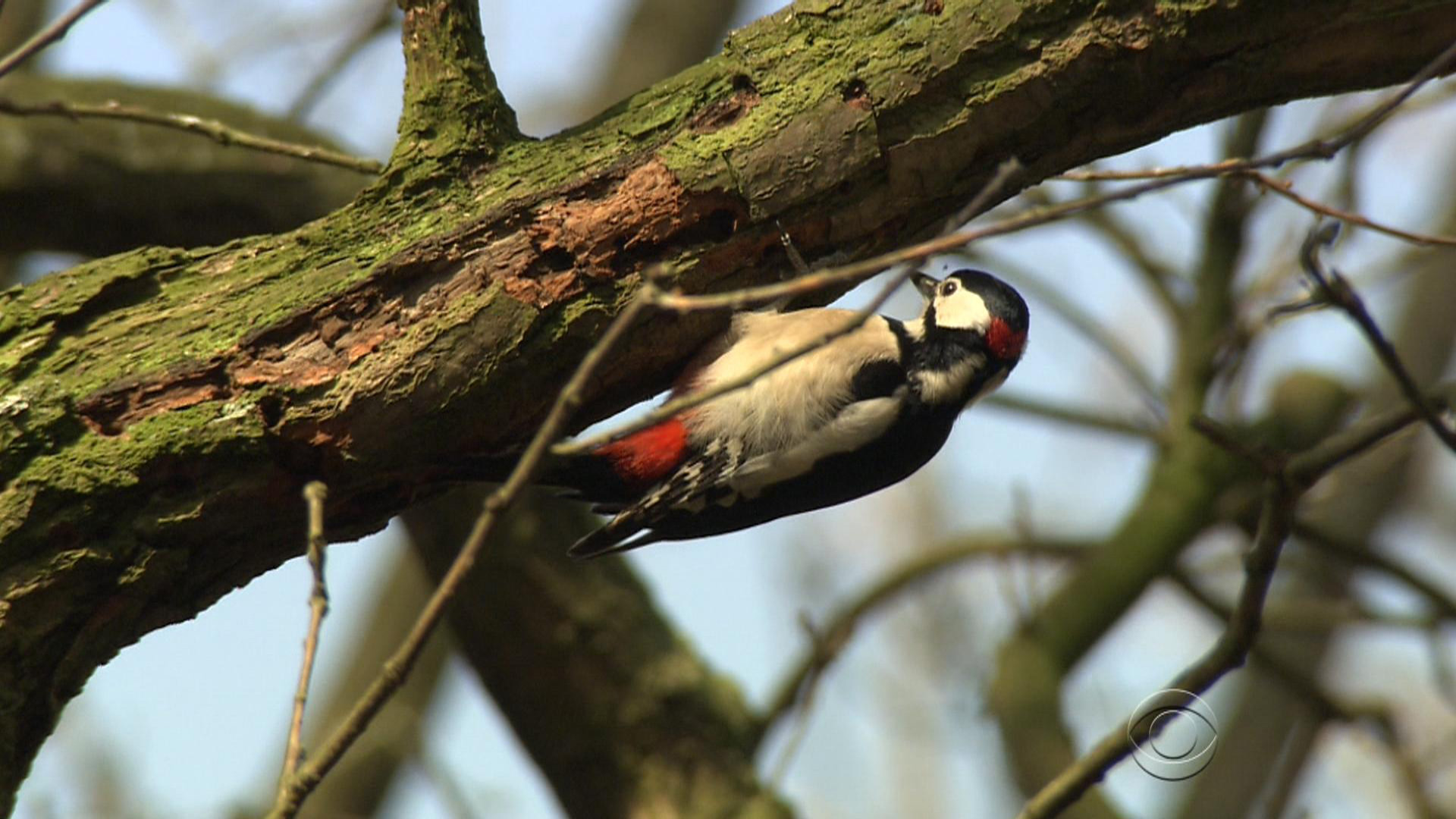 A Helmet Inspired By Woodpeckers Could Save Football Players From