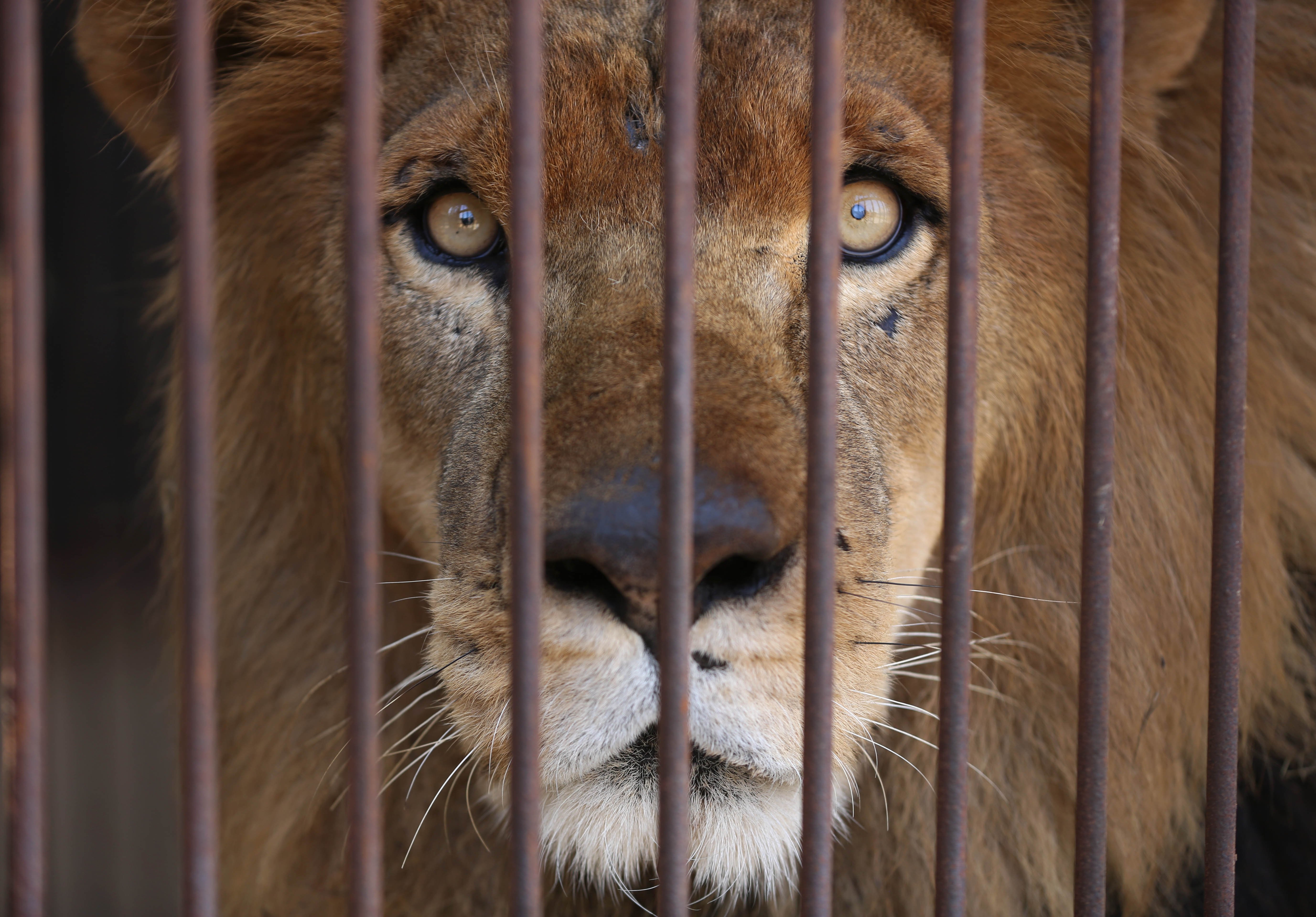 Rescued circus lions from Peru and Colombia to live in Colorado