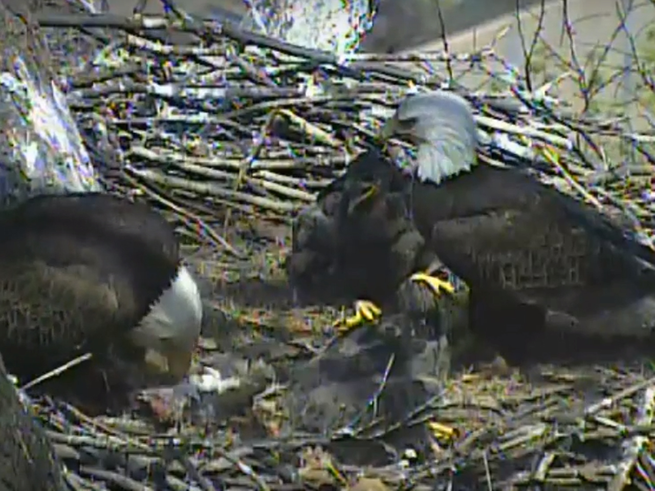 Video: Eagle Brings House Cat to Nest