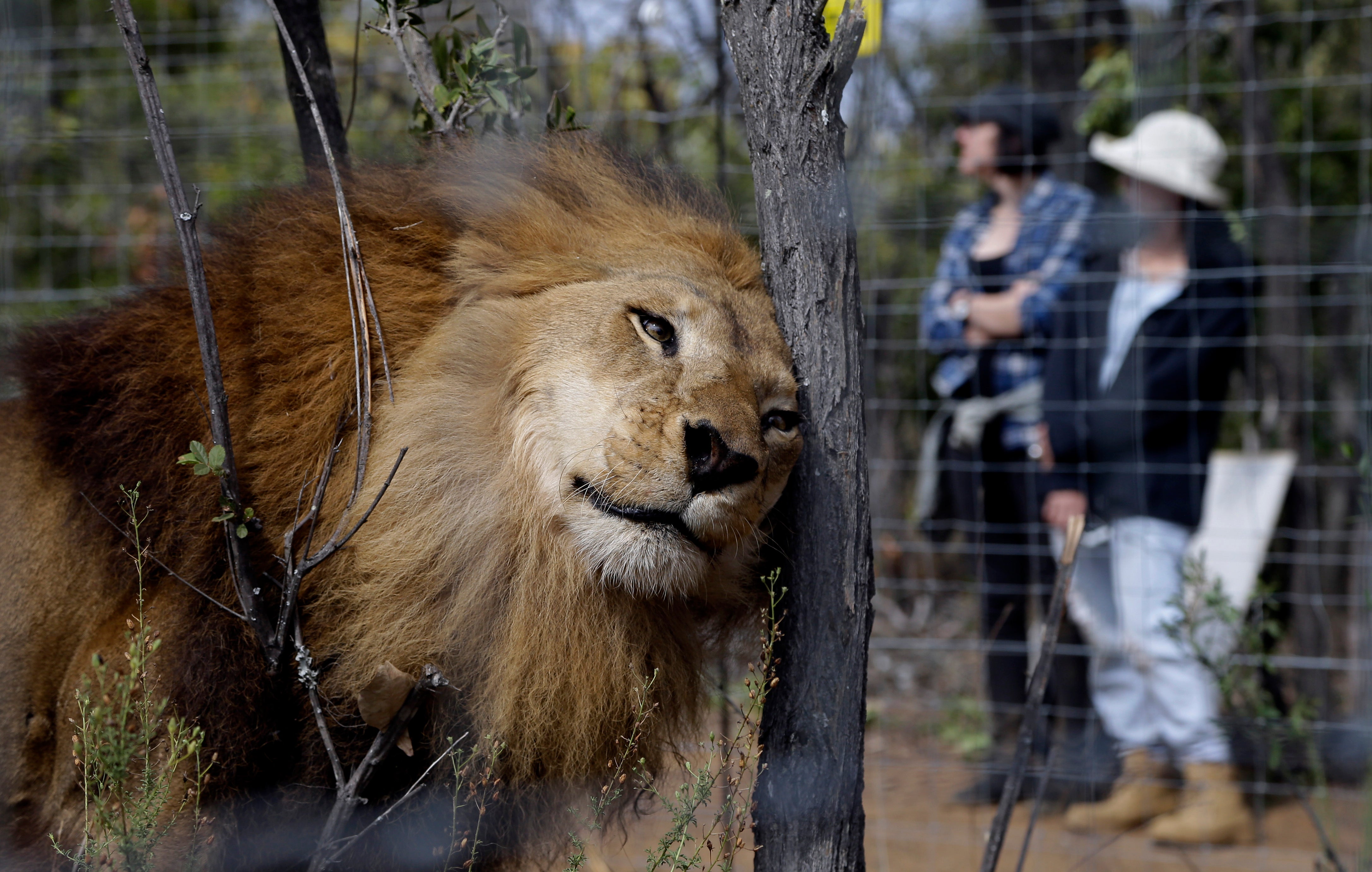 After grueling journey, rescued lions finally taste freedom in Africa - CBS  News